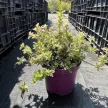 Euonymus fortunei 'Harlequin' – Kúszó kecskerágó K1,5