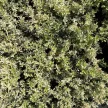 Euonymus fortunei 'Harlequin' – Kúszó kecskerágó K1,5