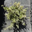 Euonymus fortunei 'Harlequin' – Kúszó kecskerágó K1,5