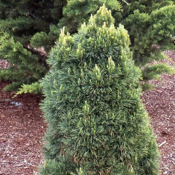   Törpe erdeifenyő - Pinus sylvestris 'Globosa Viridis'