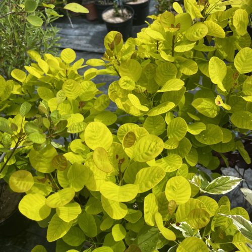 Sárga levelű cserszömörce - Cotinus coggygria 'Golden Spirit'®
