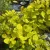Sárga levelű cserszömörce - Cotinus coggygria 'Golden Spirit'®