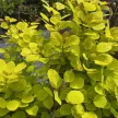Sárga levelű cserszömörce - Cotinus coggygria 'Golden Spirit'®
