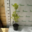 Sárga levelű cserszömörce - Cotinus coggygria 'Golden Spirit'®