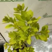 Sárga levelű cserszömörce - Cotinus coggygria 'Golden Spirit'®