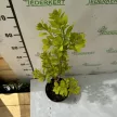 Sárga levelű cserszömörce - Cotinus coggygria 'Golden Spirit'®