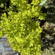 Sárga levelű cserszömörce - Cotinus coggygria 'Golden Spirit'®