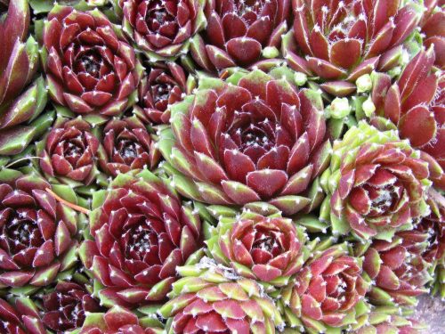 Kövirózsa - Sempervivum 'Silberkarneol'