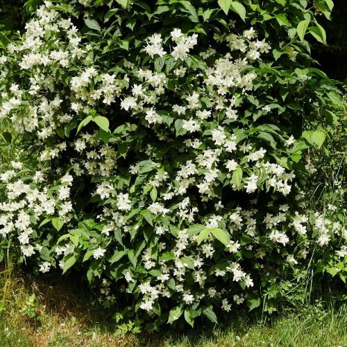 Jezsámen - Philadelphus ‘Belle Etoile’