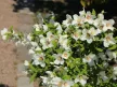Jezsámen - Philadelphus ‘Belle Etoile’
