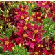 Borvörös virágú menyecskeszem - Coreopsis 'Red Satin'