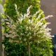 Törzses tarkalevelű japán fűz - Salix integra 'Hakuro Nishiki' K3 TM40