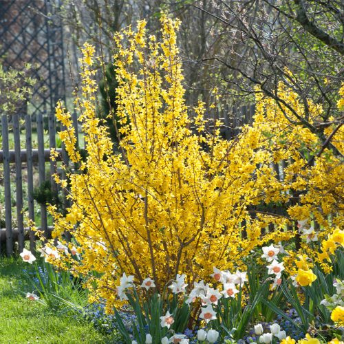 Aranyvessző - Forsythia x intermedia 'Lynwood'