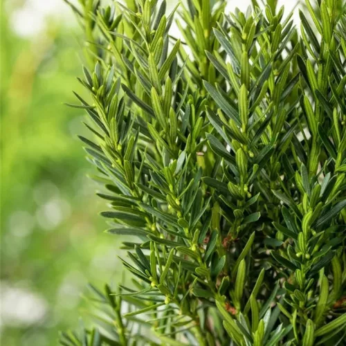 Taxus baccata 'Zöld' Fl. 120+