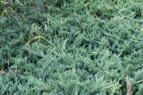 Terülő henyeboróka - Juniperus horizontalis 'Jade River'