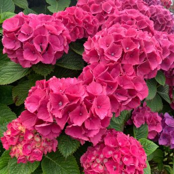 Kerti hortenzia - Hydrangea macrophylla 'Masja'