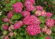Kerti hortenzia - Hydrangea macrophylla 'Masja'