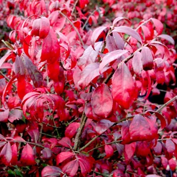   Törpe szárnyas kecskerágó - Euonymus alatus 'Compactus'