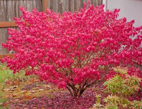 Törpe szárnyas kecskerágó - Euonymus alatus 'Compactus'