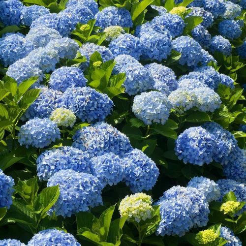 Kerti hortenzia - Hydrangea macrophylla 'Nikko Blue'