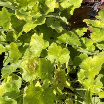 Heuchera 'Shiny' – Tűzeső D14