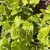 Heuchera 'Shiny' – Tűzeső D14