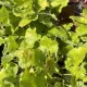 Heuchera 'Shiny' – Tűzeső D14