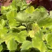 Heuchera 'Shiny' – Tűzeső D14
