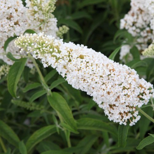 Fehér virágú nyáriorgona  - Buddleja davidii 'White Profusion'