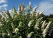 Fehér virágú nyáriorgona  - Buddleja davidii 'White Profusion'