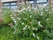 Fehér virágú nyáriorgona  - Buddleja davidii 'White Profusion'