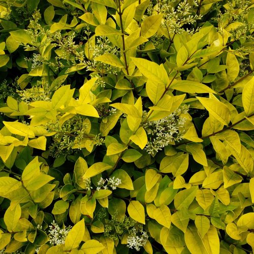 Fagyal - Ligustrum x vicaryi 