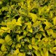 Fagyal - Ligustrum x vicaryi 
