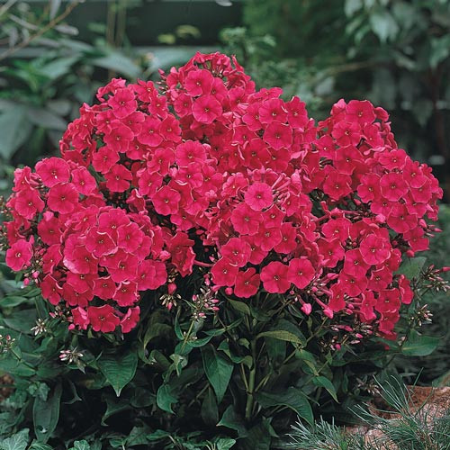 Bugás lángvirág - Phlox paniculata 'Starfire'