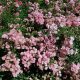 Terülőrózsa - Rosa 'The Fairy'