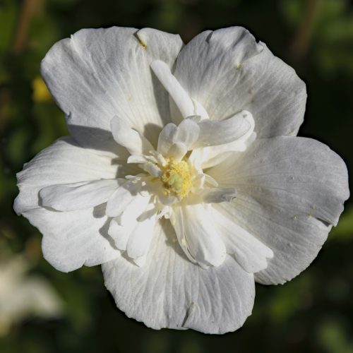 Hibiszkusz / mályvacserje - Hibiscus syriacus 'White Chiffon'