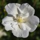 Hibiszkusz / mályvacserje - Hibiscus syriacus 'White Chiffon'