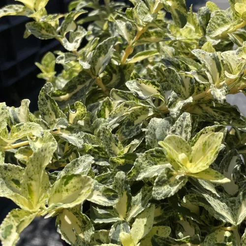 Euonymus fortunei 'Golden Harlequin' – Kúszó kecskerágó K1,5