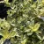 Euonymus fortunei 'Golden Harlequin' – Kúszó kecskerágó K1,5