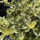 Euonymus fortunei 'Golden Harlequin' – Kúszó kecskerágó K1,5