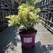 Euonymus fortunei 'Golden Harlequin' – Kúszó kecskerágó K1,5