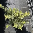 Euonymus fortunei 'Golden Harlequin' – Kúszó kecskerágó K1,5