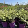 Euonymus fortunei 'Golden Harlequin' – Kúszó kecskerágó K1,5
