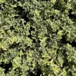 Euonymus fortunei 'Golden Harlequin' – Kúszó kecskerágó K1,5