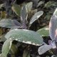 Tarkalevelű orvosi zsálya - Salvia officinalis 'Tricolor'