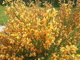 Zanót - Cytisus ‘Apricot Gem’