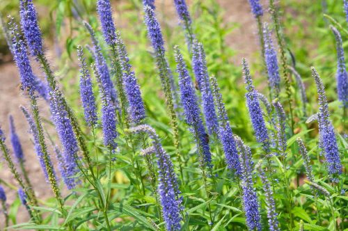 Macskafarkú veronika - Veronica spicata