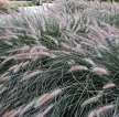 Kínai tollborzfű - Pennisetum alopecuroides 'Hameln'