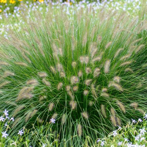 Kínai tollborzfű - Pennisetum alopecuroides 'Hameln'