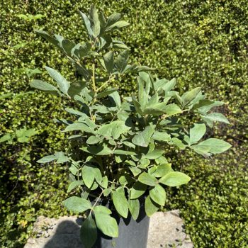 Paeonia lactiflora 'Red Sarah Bernhardt'